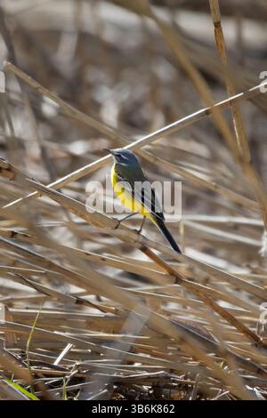 Une femelle Wagtail jaune (Motacilla flava) au sol Banque D'Images