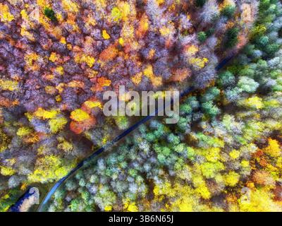 Vue aérienne de drone sur le magnifique paysage forestier d'automne. Arbres colorés dans le bois. Banque D'Images