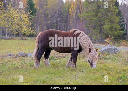 Cheval de sang froid ardennais dans la couleur rare châtaignier foncé avec la crinière blonde et la queue dans une ferme à Skaraborg Suède sur une journée ensoleillée en octobre Banque D'Images