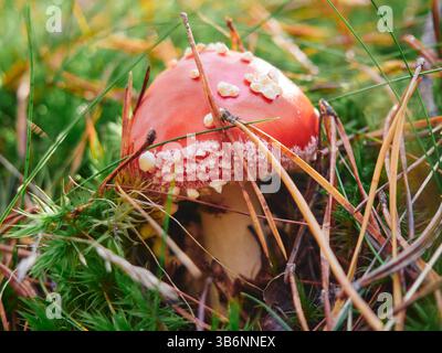 Petite amanita muscaria, communément appelée agarique à la mouche ou amanita à la mouche Banque D'Images