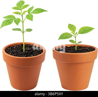 Deux petites plantes vertes poussent de pots en terre cuite. Les semis sont placés sur un fond blanc Illustration de Vecteur