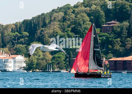23 septembre 2023, Besiktas, Istanbul, Turquie : une vue d'une équipe de voile en compétition le deuxième jour de la régate de voile de la Coupe du Bosphore alors qu'une mouette survole le Bosphore. (Crédit image : © Tolga Uluturk/ZUMA Press Wire) Banque D'Images