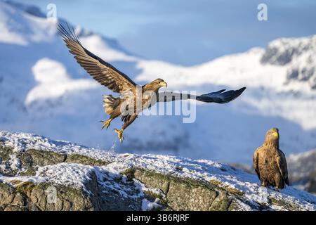 Aigle à queue blanche (Haliaeetus albicilla), décollant devant un panorama montagneux enneigé, Lofoten, Norvège, Europe Banque D'Images
