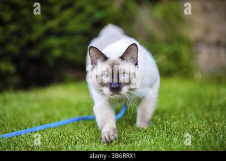 Mignon drôle jeune chat de la race de Bobtail Mekong, marche avec des méruses sur un vert juteux prairie. Un chat de la famille siamois sans queue et yeux bleus se trouve Banque D'Images