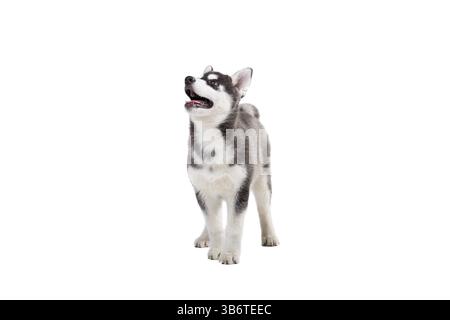 Chiot en laine noir-blanc drôle chiot femelle Husky de race pure sur fond blanc isolé en studio. Visage souriant de chien domestique pur avec EA pointu Banque D'Images