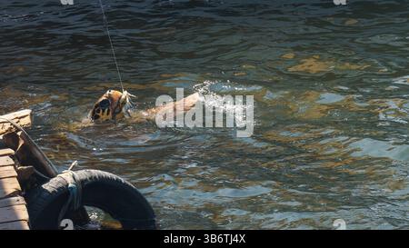 Tortue Caretta caretta avale le crabe. Banque D'Images