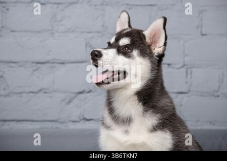 Thème animal de compagnie chiot chien à la maison. Drôle de bébé Husky active femelle noir et blanc, trois mois, joue sur un canapé gris dans le salon. hus sibérien Banque D'Images