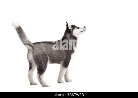 Chiot Husky sibérien, 3 mois devant fond blanc. Husky sibérien isolé sur fond blanc. Photo studio d'un chiot Husky drôle en bl Banque D'Images