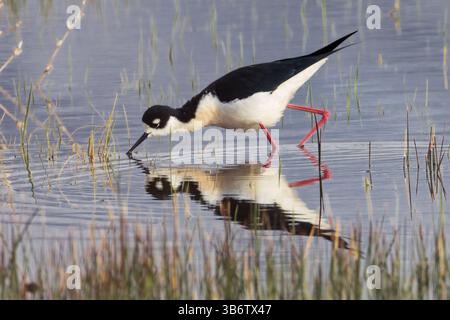 Alevins à col noir (Himantopus mexicanus) buvant dans les eaux peu profondes des milieux humides avec réflexion claire dans le comté de Lassen, Californie. Banque D'Images