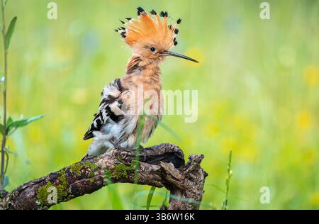 Hoopoe se promenant dans le lagon à la recherche de nourriture Banque D'Images