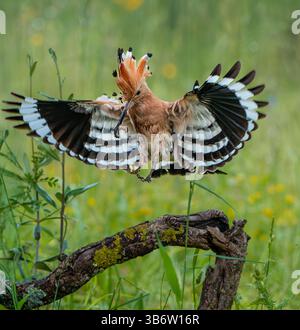 Hoopoe se promenant dans le lagon à la recherche de nourriture Banque D'Images