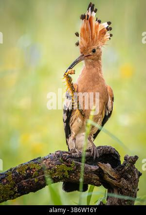 Hoopoe se promenant dans le lagon à la recherche de nourriture Banque D'Images