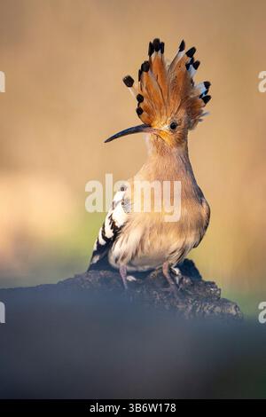 Hoopoe se promenant dans le lagon à la recherche de nourriture Banque D'Images