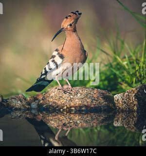 Hoopoe se promenant dans le lagon à la recherche de nourriture Banque D'Images