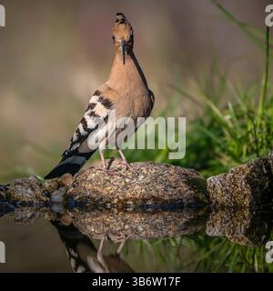 Hoopoe se promenant dans le lagon à la recherche de nourriture Banque D'Images