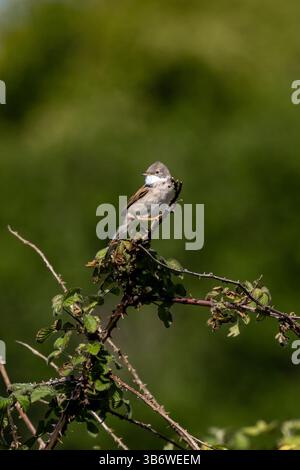 Un Curruca communis, également connu sous le nom de Greater Whitethroat, avec une faible profondeur de champ Banque D'Images