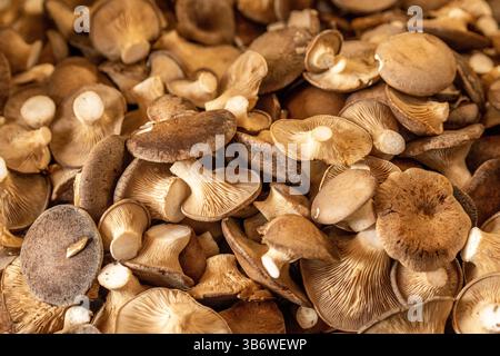 Champignon de trompette roi, champignon de corne française, eryngi, champignon d'huître roi, champignon brun roi, boletus des steppes dans un marché alimentaire de rue. Apulia Banque D'Images