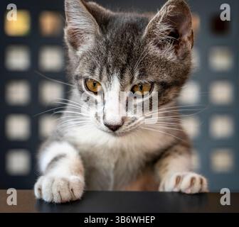 Un gros plan d'un curieux chaton gris tabby avec des yeux jaunes frappants, regardant au-dessus d'une surface. L'arrière-plan présente un motif géométrique moderne, enha Banque D'Images