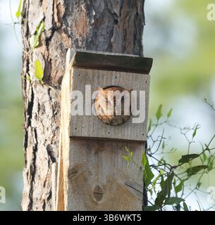 Red Morph Eastern Screech Owl - Megascops asio - dormir dans un nichoir en bois avec des yeux jaunes. détails et texture super plume. détendue et confortable Banque D'Images