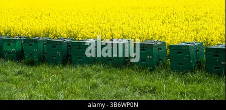 Les ruches vertes sont placées dans un champ de colza dynamique, prêt pour la production de miel, mettant en valeur le lien entre l'agriculture et l'apiculture Banque D'Images