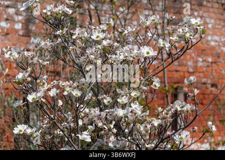 Cornus Florida arbre en fleur dans le soleil de printemps Banque D'Images