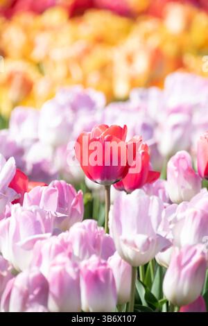 Une seule tulipe rouge se distingue au milieu d'une mer de fleurs roses Banque D'Images