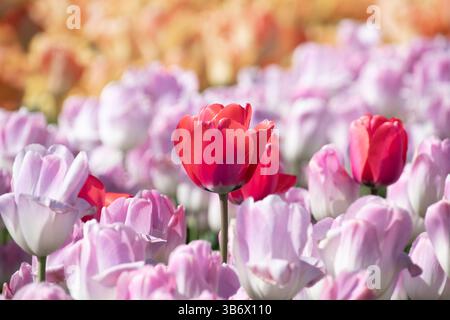 Une seule tulipe rouge se distingue au milieu d'une mer de fleurs roses Banque D'Images