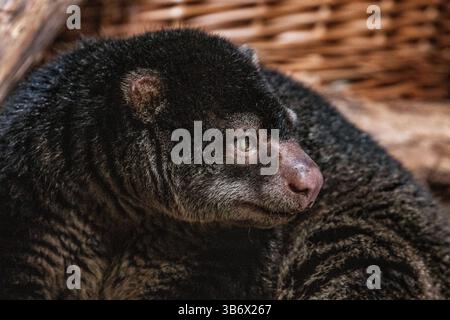 Ours cuscus, Phalanger maculatus avec bébé sur le dos. mignon petit animal de couleur sombre avec une longue queue et des pattes tenaces avec des griffes. Vit dans les arbres Banque D'Images