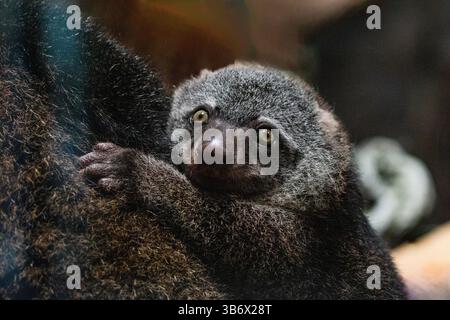 Ours cuscus, Phalanger maculatus avec bébé sur le dos. mignon petit animal de couleur sombre avec une longue queue et des pattes tenaces avec des griffes. Vit dans les arbres Banque D'Images