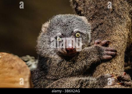 Ours cuscus, Phalanger maculatus avec bébé sur le dos. mignon petit animal de couleur sombre avec une longue queue et des pattes tenaces avec des griffes. Vit dans les arbres Banque D'Images