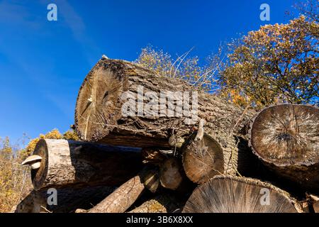 de vieux arbres coupés en rondins, un tas de vieux arbres de différentes variétés pour le travail du bois et l'utilisation pour brûler dans un four Banque D'Images