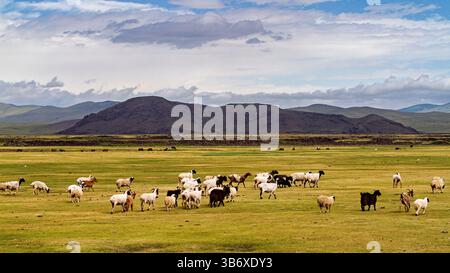 Un troupeau de chèvres et de moutons dans le paysage de mongolie Banque D'Images