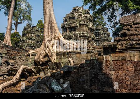 Racines d'arbres poussant parmi les ruines du temple Ta Prohm, Siem Reap, Cambodge Banque D'Images