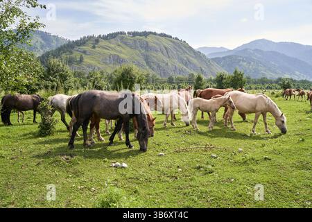 Troupeau de chevaux paissant sur une prairie verdoyante entourée de montagnes pittoresques sous un ciel bleu clair. Banque D'Images