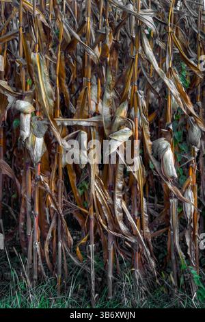 Tiges de maïs avec épis mûrs prêtes pour la récolte en automne. Composition portrait vertical. Banque D'Images