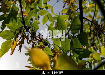 Jaunissement du feuillage de frêne en automne, le feuillage de frêne changeant de couleur du vert au jaune-orange Banque D'Images