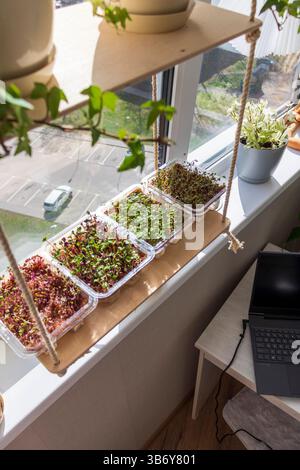 Pousses fraîchement germées de micro verts dans les récipients en plastique sur le tapis de jute. Placé sur l'étagère en bois dans le balcon de l'appartement moderne Banque D'Images