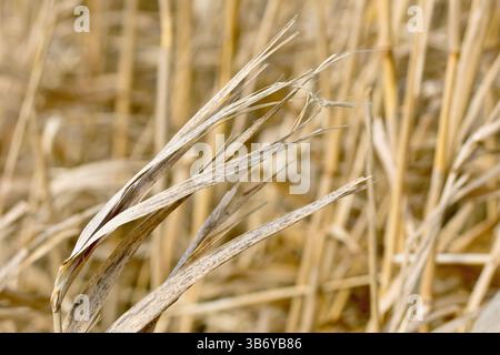 Gros plan du sommet d'une grande tige ou tige d'herbe morte, les lames brunes, fanées et pourries. Banque D'Images