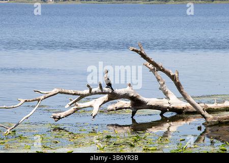 Un cormoran aux longues oreilles repose sur une bûche sèche au milieu de la surface de l'eau du Dniepr en Ukraine, un enfant au soleil, la nature de l'Ukraine Banque D'Images
