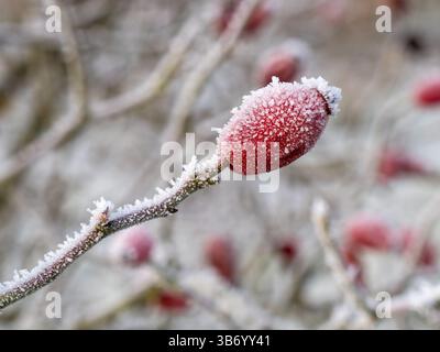 Rouge vif Rose Hips / Rosehip) avec une couche de cristaux de glace de gel de Hoar blanc sur une froide journée d'hiver en janvier, Leicestershire, Angleterre, Royaume-Uni Banque D'Images