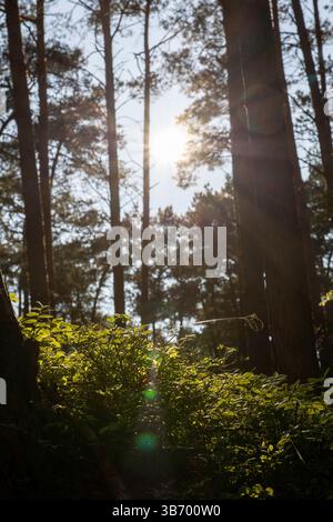 La lumière du soleil coule à travers de grands arbres, illuminant des fougères vertes luxuriantes à la base. Ce cadre tranquille illustre la beauté intacte du D. Banque D'Images