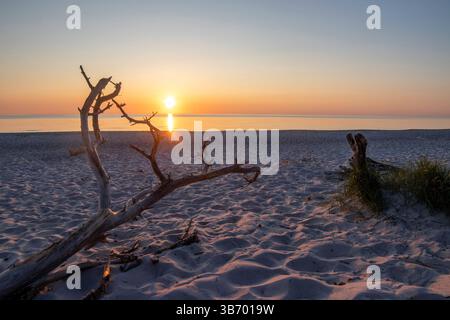 Des teintes chaudes d'orange et de rose remplissent le ciel alors que le soleil se couche sur les eaux tranquilles de la mer Baltique sur la péninsule de Darß. Le bois flotté et le sable créent un pe Banque D'Images
