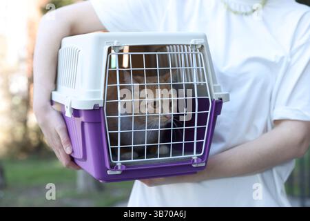 Propriétaire tenant un transporteur pour animaux de compagnie avec chat mignon à l'extérieur, gros plan Banque D'Images