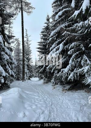 Un sentier enneigé magnifiquement serein serein à travers de superbes arbres à feuilles persistantes, parfait pour les évasions hivernales et la détente Banque D'Images