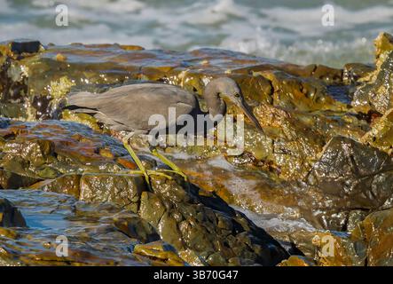 Eastern Reef Egret (Egretta sacra) a un corps gris ardoise et des ailes, avec une petite strie blanche sur la gorge, le bec est brun ardoise. Banque D'Images