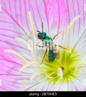 La Pure Golden Green Sweat Bee (Augochlora pura) dans une fleur de Pink Ladies Evening Primrose (Oenothera speciosa), Texas, USA Banque D'Images