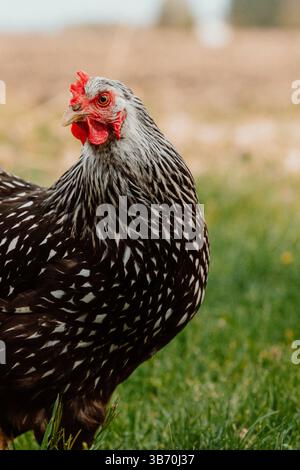 poulet-poule-champ-wyandotte-brun-rouge-poussin marchant-singlechicken-poulet regardant la caméra dans l'herbe et la terre du champ-oies-herbe-maïs-terre du champ-terre Banque D'Images