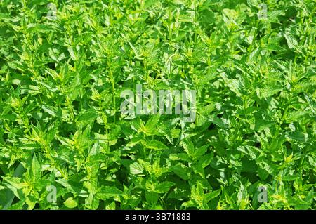 une parcelle dense de plantes de menthe verte saines forme un fond feuillu dense Banque D'Images