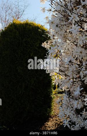 fleurs de printemps blanches florissantes sur les branches d'arbres avec la lumière du soleil brille à travers le feuillage vert luxuriant dans le jardin. Photo de haute qualité Banque D'Images