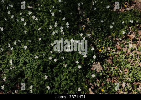 fleurs sauvages printanières blanches qui fleurissent sur un sol verdoyant luxuriant dans une zone boisée formant un tapis floral naturel. Photo de haute qualité Banque D'Images